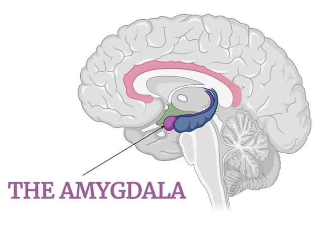De amygdala: een deel van de hersenen dat een rol speelt bij emotieregulatie